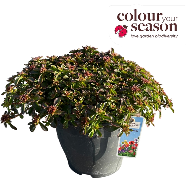 Sedum Spot On Red
