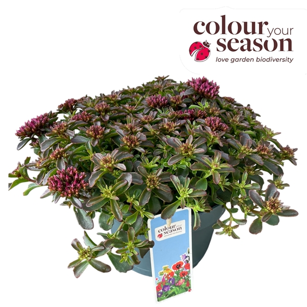 Sedum Spot On Pink