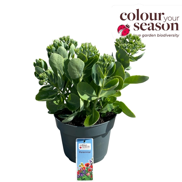Sedum Surrender 
