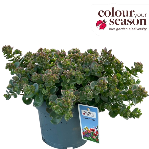 Sedum Cauticola Sunsparkler Lime Zinger 