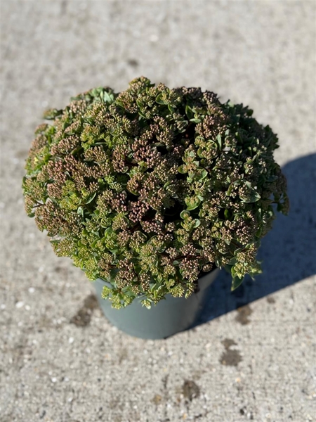 Sedum Seduction Roze Charm
