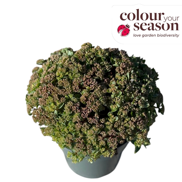 Sedum Seduction Rose Charm