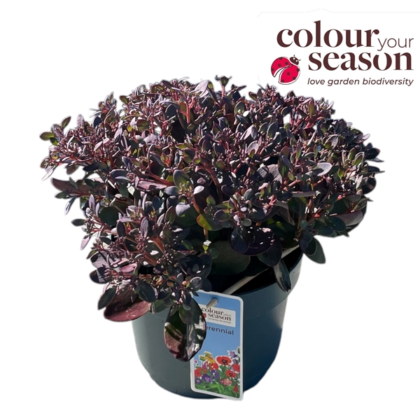 Sedum Plum Dazzled