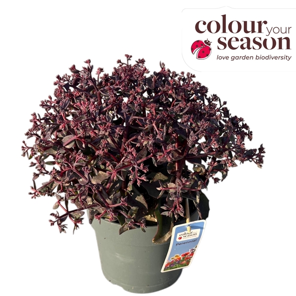 Sedum Plum Dazzled