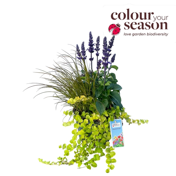 Trio Lissabon blauw P19