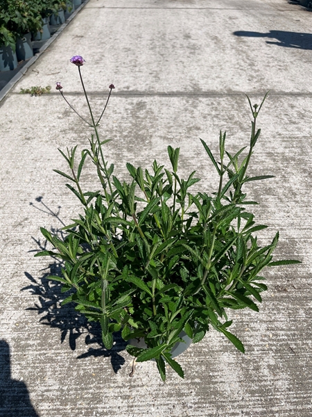 Verbena Bonariensis Bonnie Blue