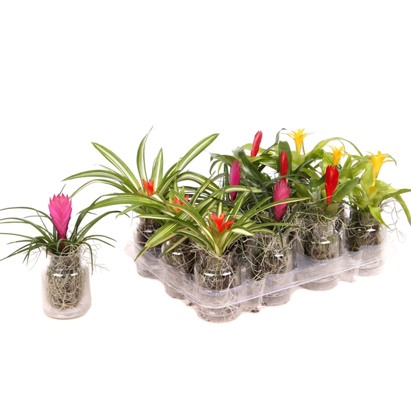 Bromelia Mix in Glas