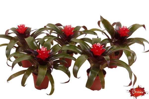 Guzmania Hope