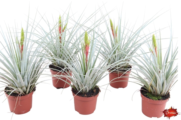 Tillandsia Iopinata