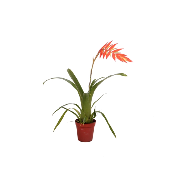 Tillandsia Dyeriana