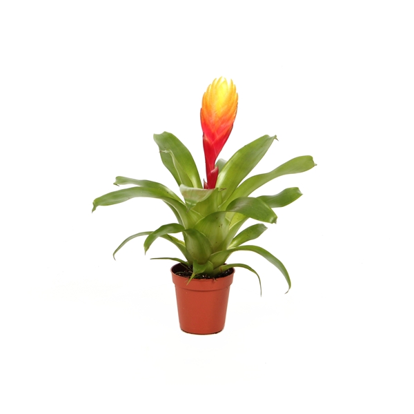 Vriesea Dorado