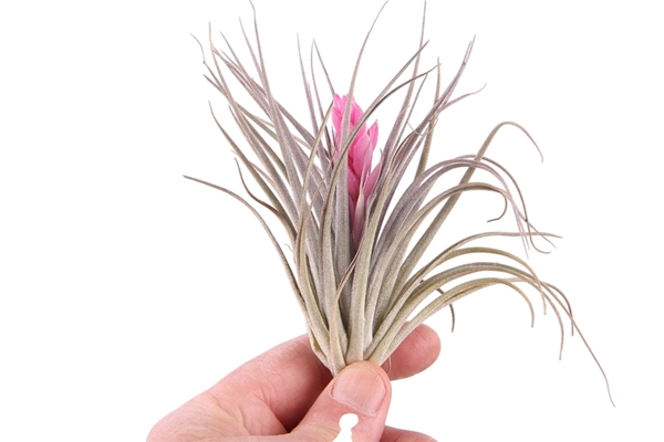 Tillandsia Cotton Candy