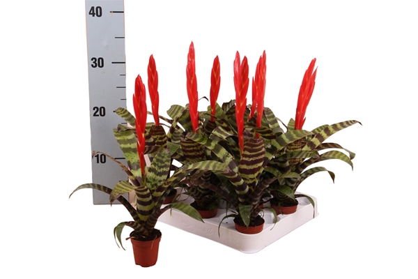 Vriesea Era