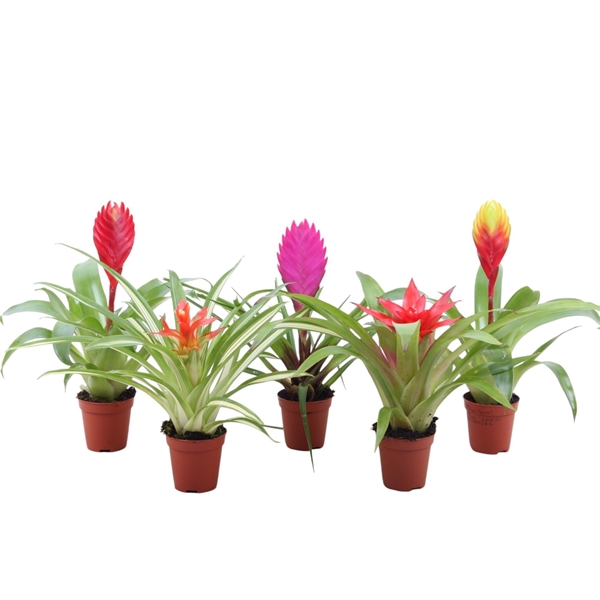 Bromelia Mix