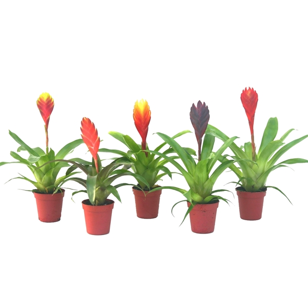 Vriesea Mix