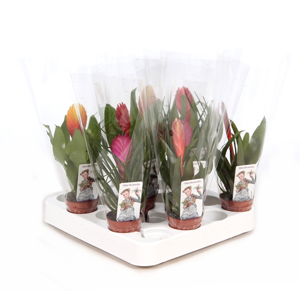 Bromelia Mix XL