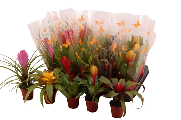 Bromelia Mix XL