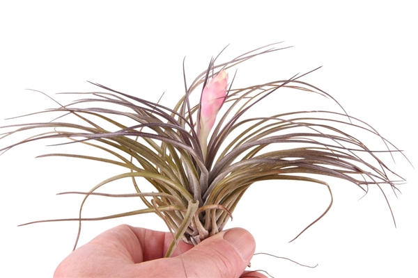 Tillandsia Sticta Bluhend