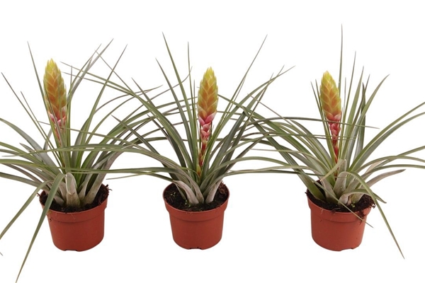Tillandsia Flavobracteata