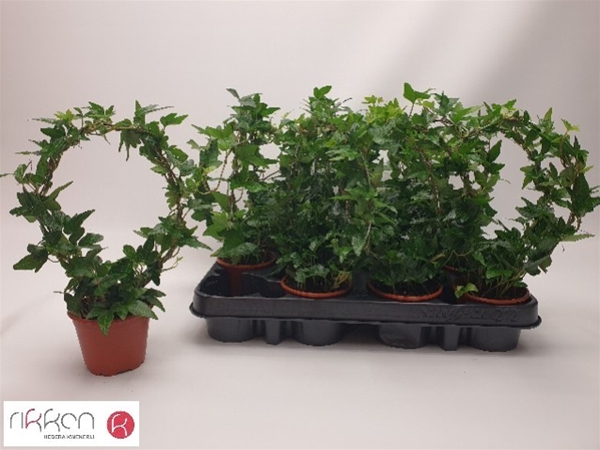 Hedera Helix Bogen