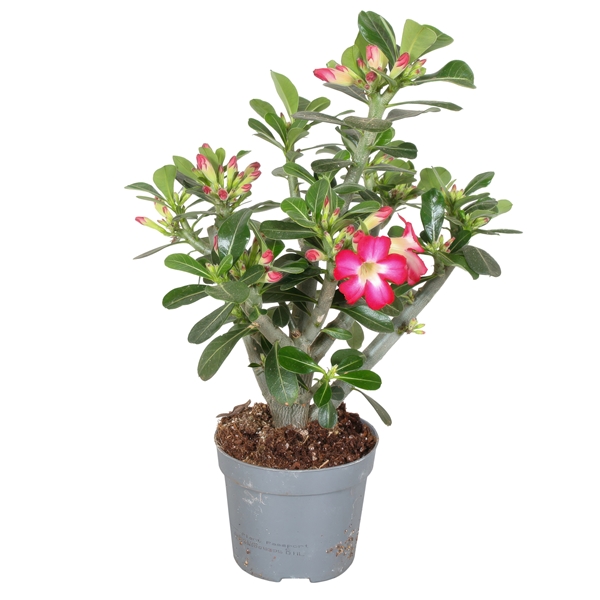 Adenium Obesum Rot