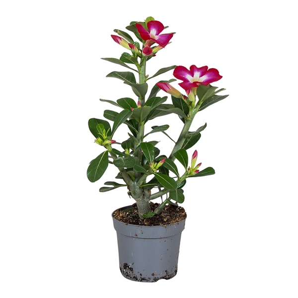 Adenium Obesum Rot