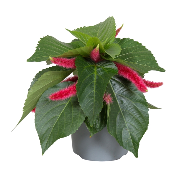 Acalypha Hispida Pink