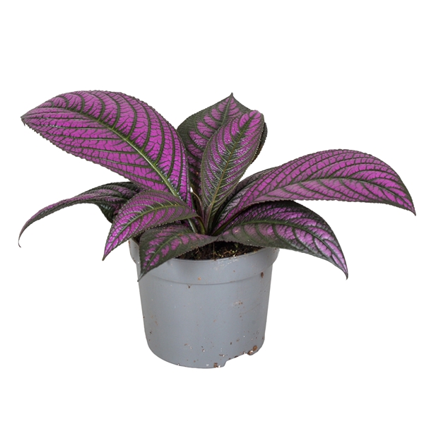 Strobilanthes Byeriana