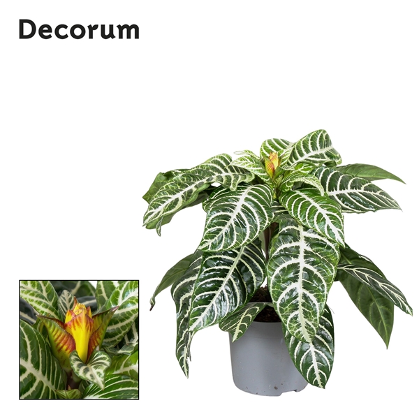 Aphelandra Squarrosa