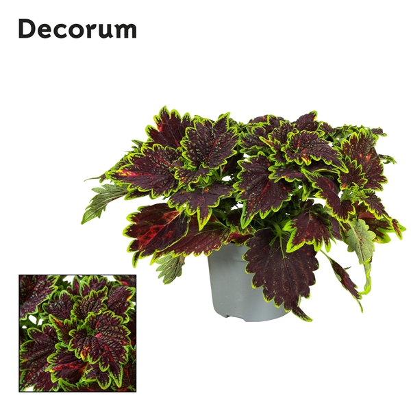 Coleus Bourbon Street 