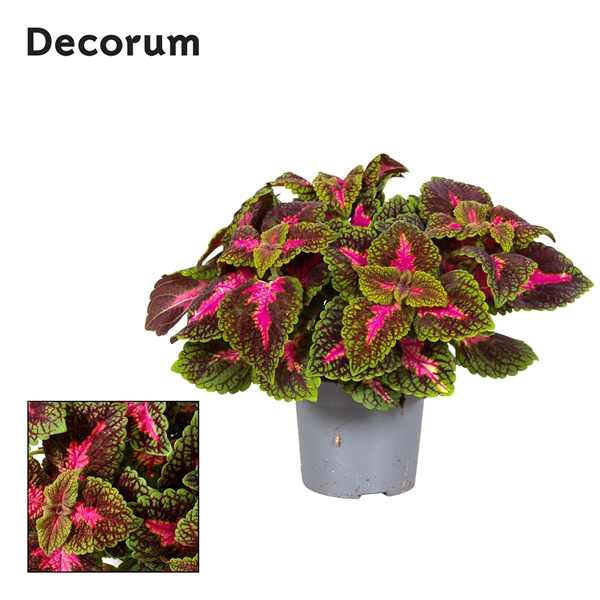 Coleus Park Avenue