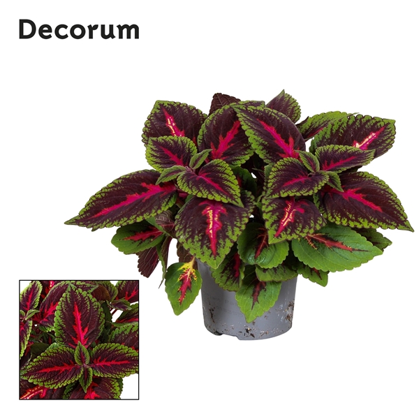 Coleus Ruby Road