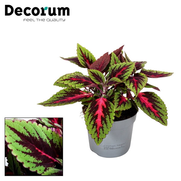 Coleus Ruby Road