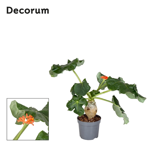 Jatropha Podagrica Orange