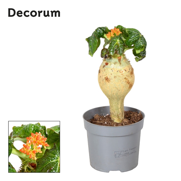 Jatropha Podagrica Orange