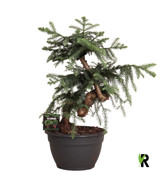 Araucaria Bidwillii Bonsai