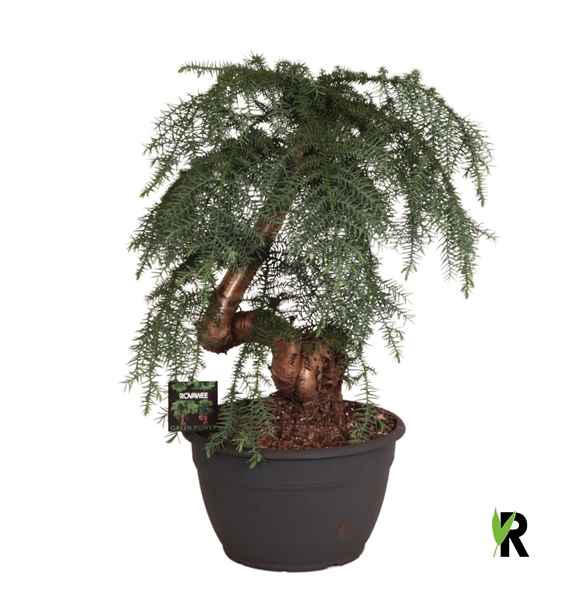 Araucaria Bidwillii Bonsai
