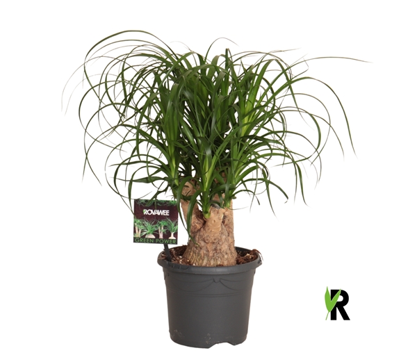 Beaucarnea Recurvata
