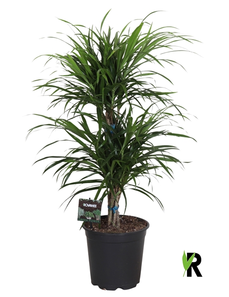 Dracaena Reflexa Anita Bush