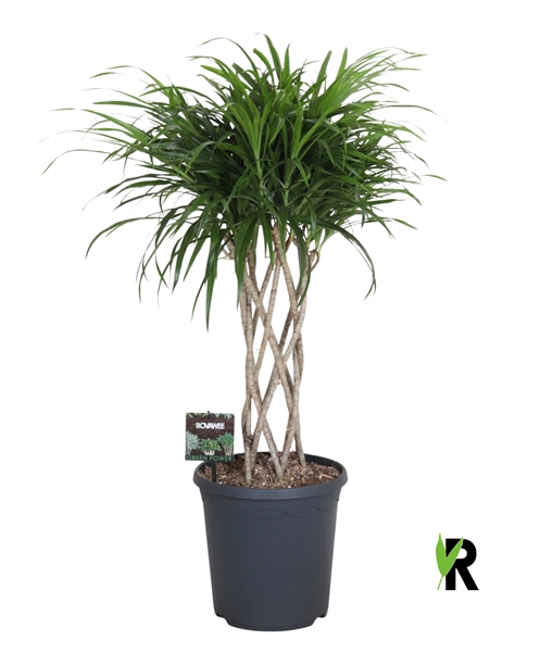 Dracaena Reflexa Anita Geflochten Zylinder Stam