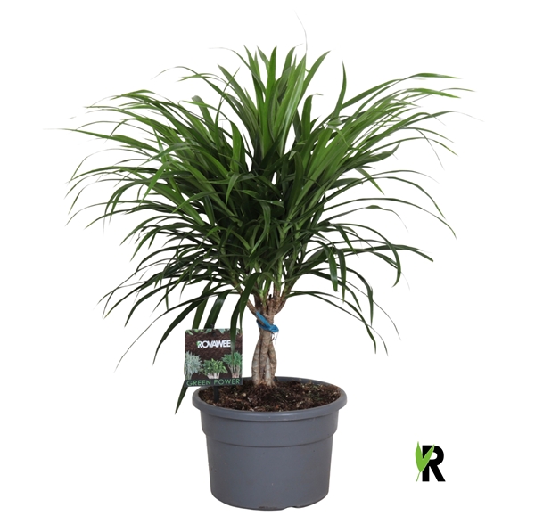 Dracaena Reflexa Anita Geflochten Stam