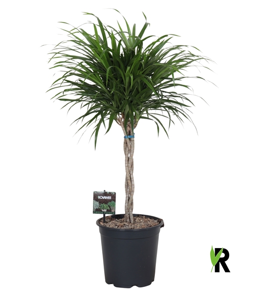 Dracaena Reflexa Anita Geflochten Stam