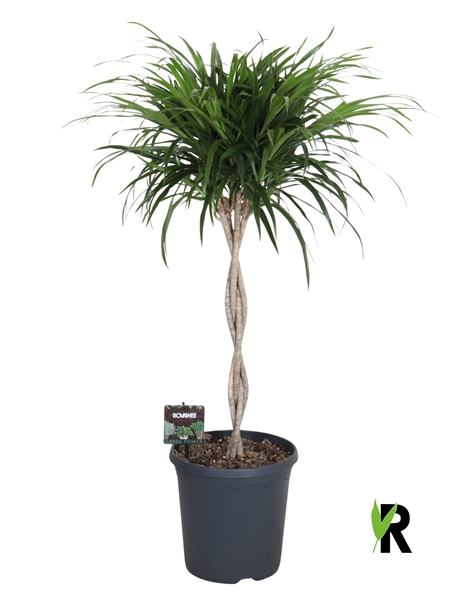 Dracaena Reflexa Anita Geflochten Stam