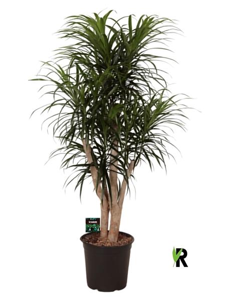 Dracaena Anita Verzweigt