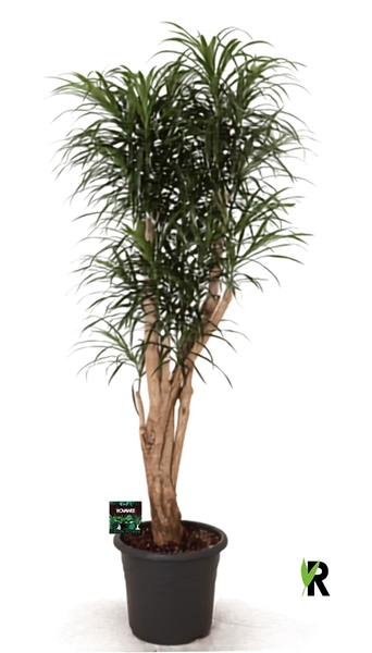 Dracaena Reflexa Anita Verzweigt