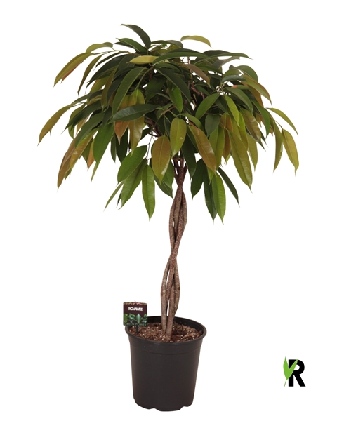 Ficus Binnendijkii Amstel King Geflochten Stam
