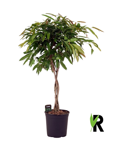 Ficus Binnendijkii Amstel King Geflochten Stam
