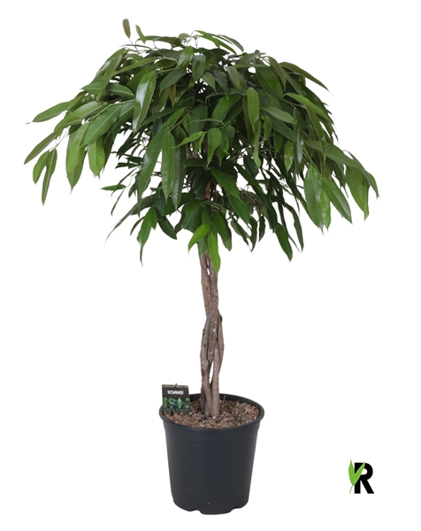 Ficus Binnendijkii Amstel King Geflochten Stam