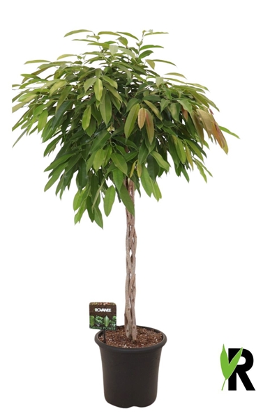 Ficus Binnendijkii Amstel King Geflochten Stam
