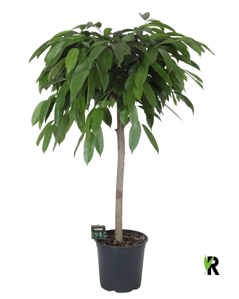 Ficus binnendijkii Amstel King op stam